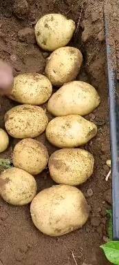 常年代办土豆，黄心白心各种品种都有。需要的老板联系我13074750227