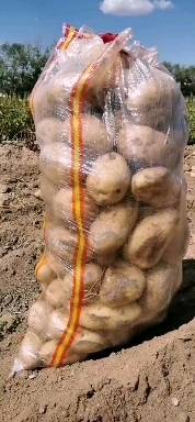 常年代办土豆，黄心白心各种品种都有。需要的老板联系我13074750227