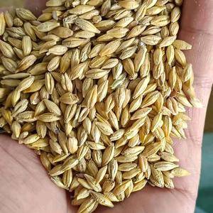 大量批发俄罗斯进口饲料级大麦