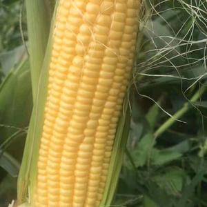 安徽本地甜玉米大量上市，货源充足，价格美丽，质量保证，诚...