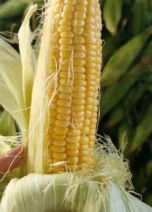 安徽本地甜玉米大量上市产地直发一手货源可视屏看货，价格美...
