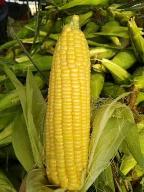 安徽本地甜玉米大量上市产地直发一手货源可视屏看货，价格美丽，质量保证，诚信经营，欢迎各位来订货，诚信第一