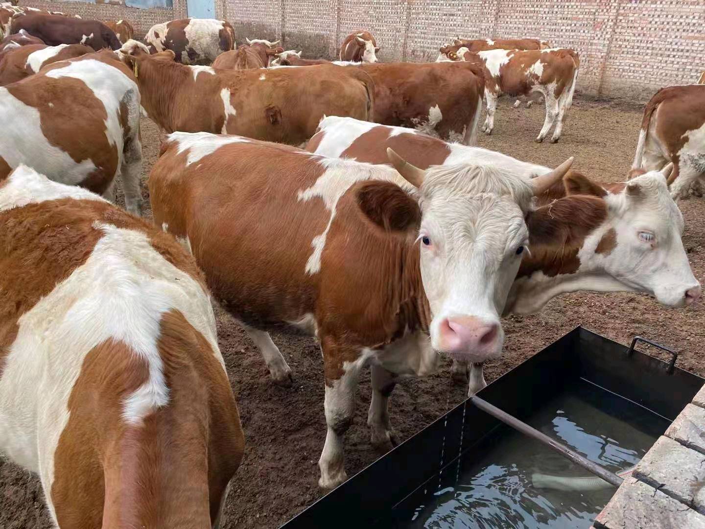 山西肉牛养殖合作社现对外出售肉牛800多头，有需要的联系19374707373