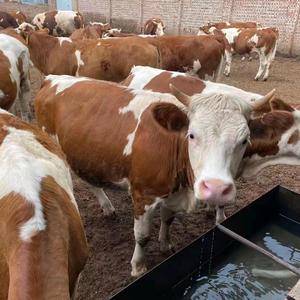 山西肉牛养殖合作社现对外出售肉牛800多头，有需要的联系...