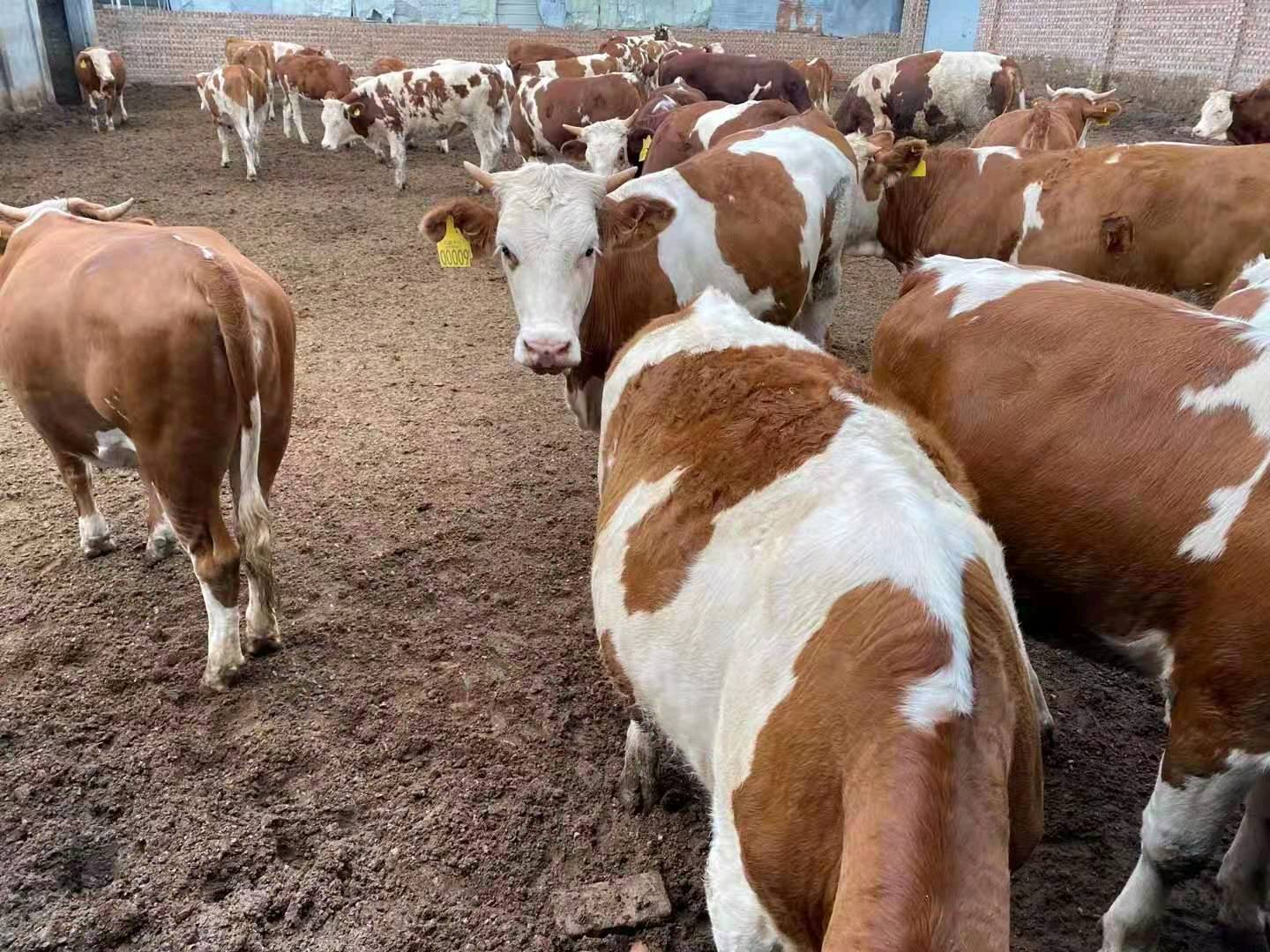 山西肉牛养殖合作社现对外出售肉牛800多头，有需要的联系19374707373