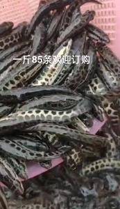 广东杂交黑鱼苗。
