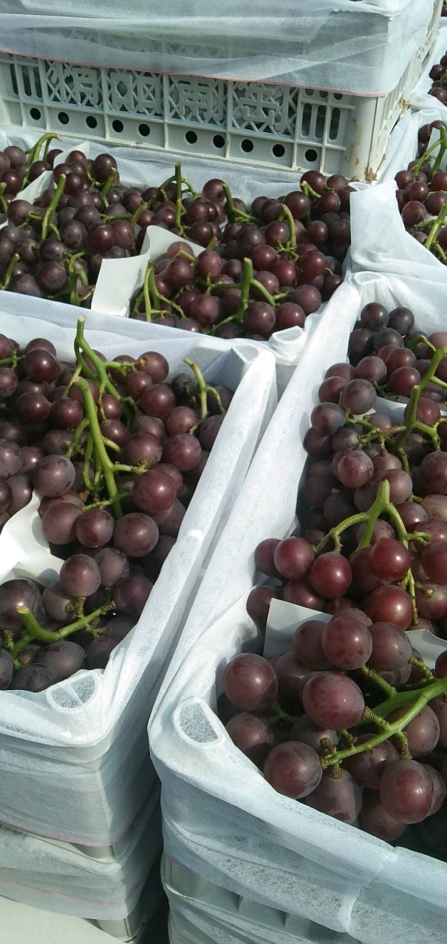 优质巨峰葡萄，出产于优质鲜食葡萄和酒葡萄生产基地秦...