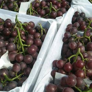 优质巨峰葡萄，出产于优质鲜食葡萄和酒葡萄生产基地秦皇岛市昌黎县