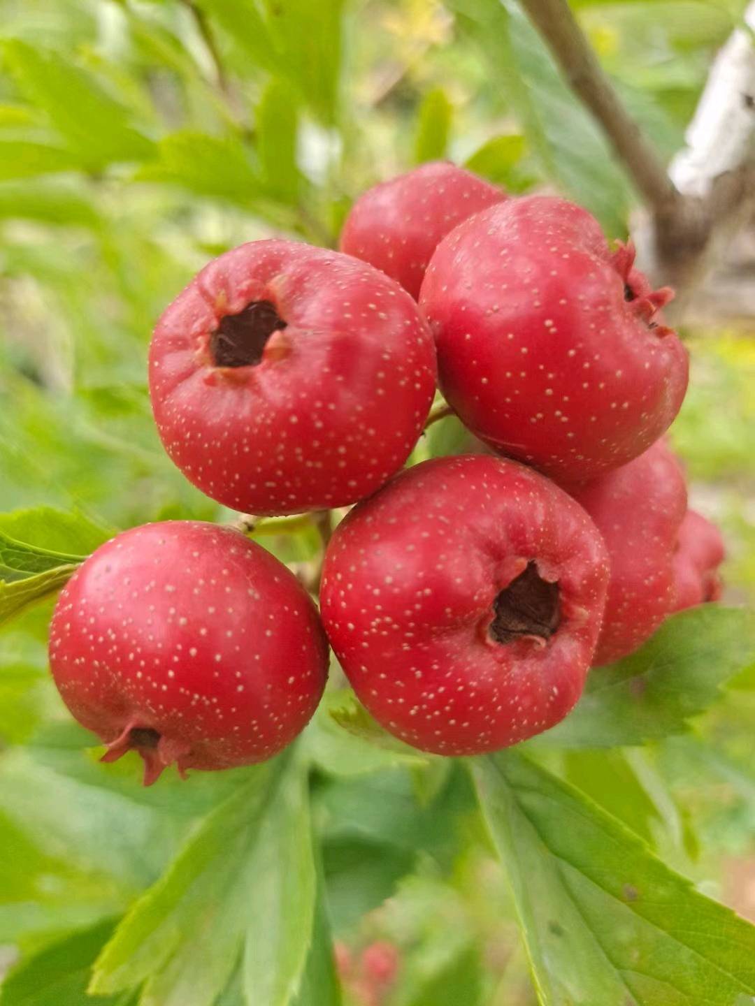 甜红子山楂原产地农户直发   甜红子颜色鲜亮口感香甜