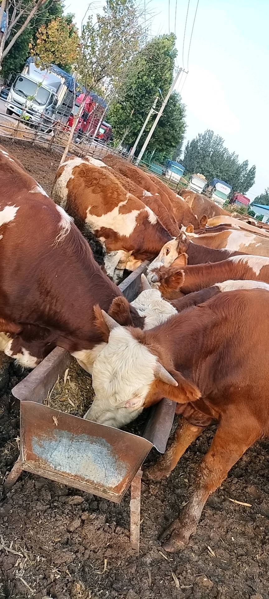 常年供应西门塔尔牛牛犊，怀胎牛，全国可发货，绝对高品质，有意向养殖的朋友前来咨询。