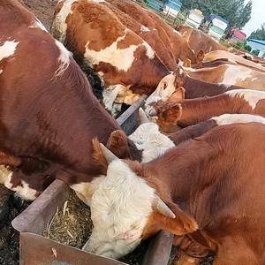 常年供应西门塔尔牛牛犊，怀胎牛，全国可发货，绝对高品质，...