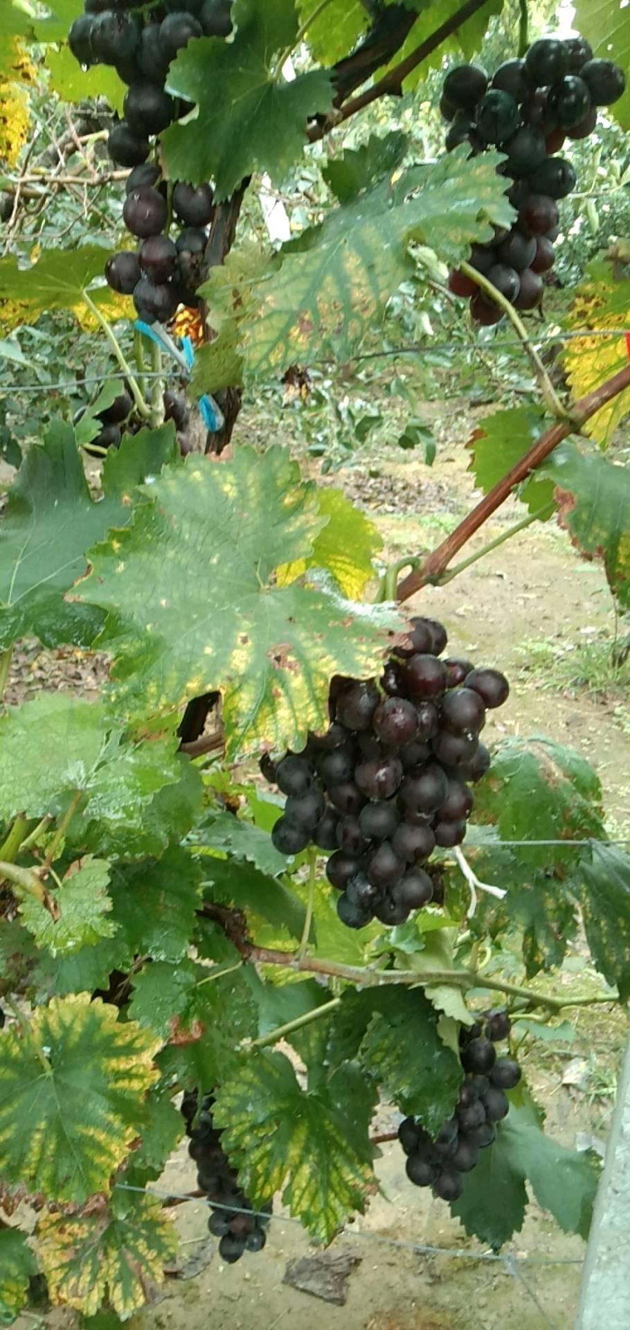 优质巨峰葡萄，出产于优质鲜食葡萄和酒葡萄酿造基地，优越的地理位置造就了优良的葡萄品质。