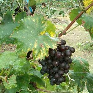 优质巨峰葡萄，出产于优质鲜食葡萄和酒葡萄酿造基地，优越的地理位置造就了优良的葡萄品质。