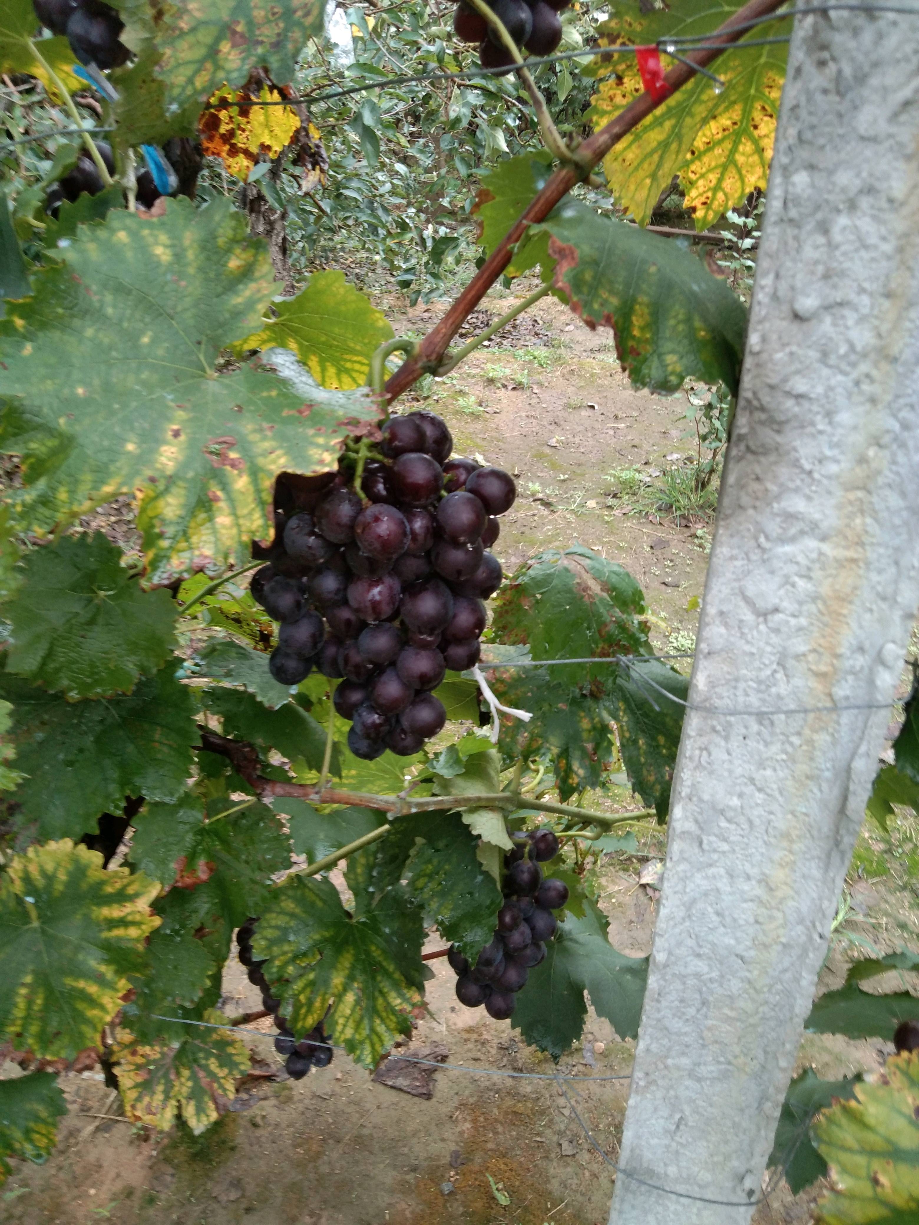 优质巨峰葡萄，出产于优质鲜食葡萄和酒葡萄酿造基地，...