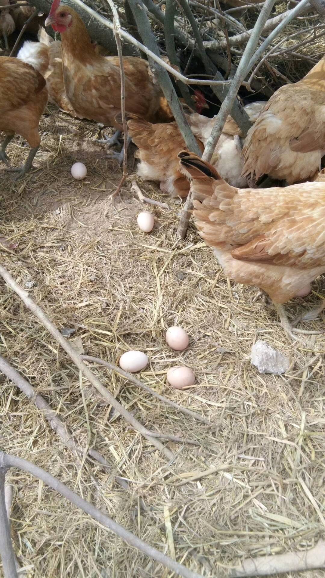 农村散养土鸡老母鸡，吃杂粮长大的。