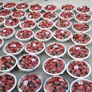 每年11月到4月大量供应济南甜宝草莓口感香甜色泽鲜亮。日工万斤欢迎各地老板积极合作，
产地代办韩，15605417790