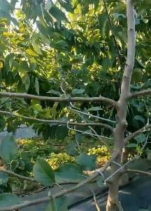 河北永德助果树拉枝器开角器大小20多个型号，适合不同树龄果树拉枝开角