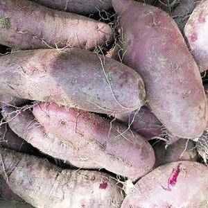 大量供应紫罗兰紫薯，适应于工厂、超市、电商、市场，心动不...