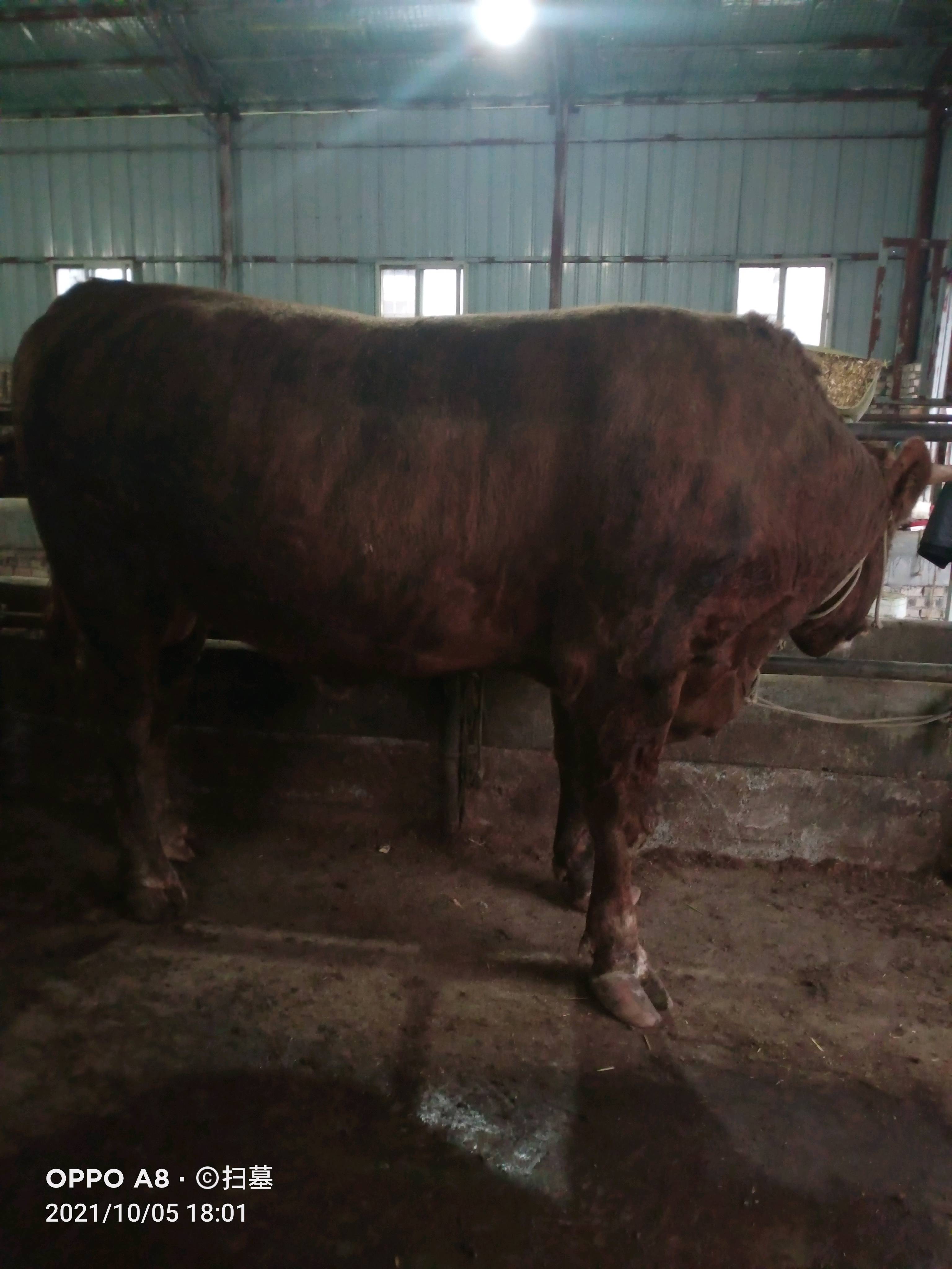 肉牛，正宗西门塔尔牛，长期出售公牛，肉牛，活牛