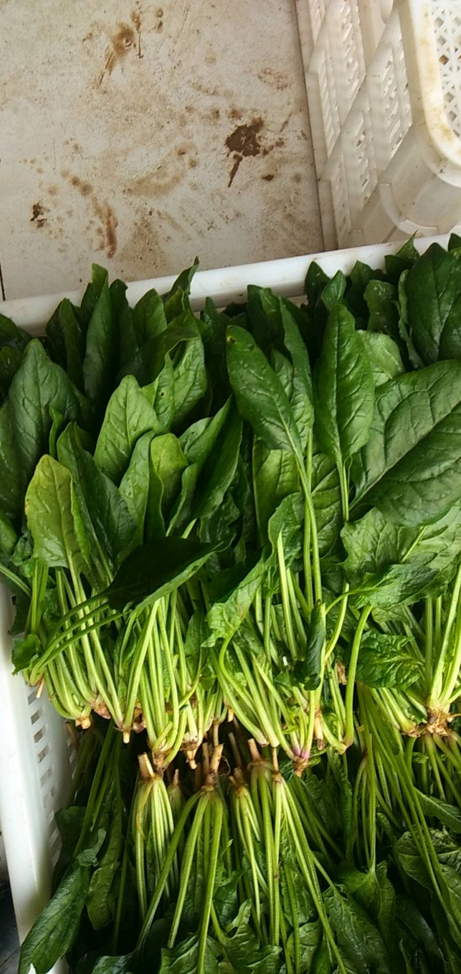 自种进口翠绿菠菜品种（15-20cm）15939121194