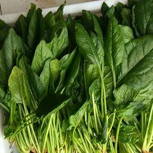 自种进口翠绿菠菜品种（15-20cm）159391211...