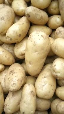 山东优质荷兰十五土豆大量供应保质保量货源充足价格便...