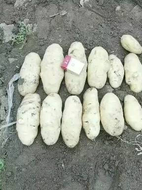 山东优质荷兰十五土豆大量供应保质保量货源充足价格便...