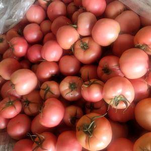 西红柿原产地，硬粉西红柿，大红果都有货源充足，质量好诚信...