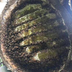 自家老人养殖土蜂，今年存量有400斤蜜。