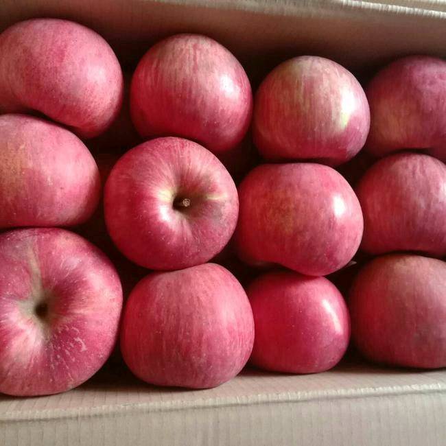 家有大量寒富苹果，色泽红润，清脆解渴，非常好吃。有意者联系电话15841757962