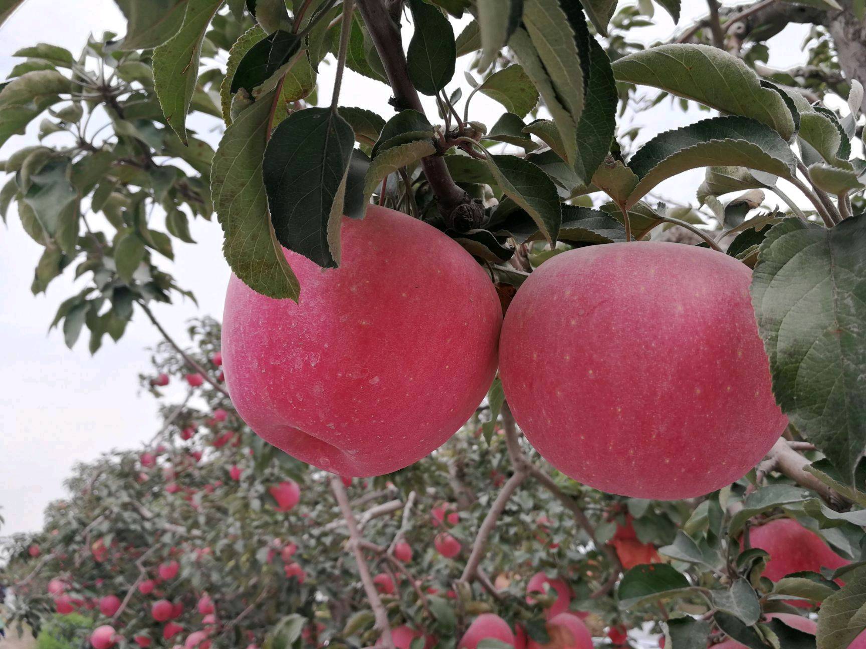 家有大量寒富苹果，色泽红润，清脆解渴，非常好吃。有意者联系电话15841757962