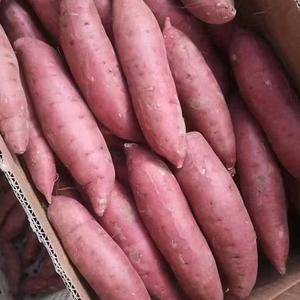 山东优质红薯基地18053993441板栗薯，济薯二六大量上市了一手货源，价格便宜，支持全国发货