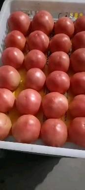 山东大棚西红柿大量供应，保质保量，粉果，大红果，1...