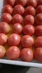山东大棚西红柿大量供应，保质保量，粉果，大红果，1595...