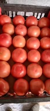 山东大棚西红柿大量供应，保质保量，粉果，大红果，1...