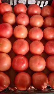 山东大棚西红柿大量供应，保质保量，粉果，大红果，15953915890