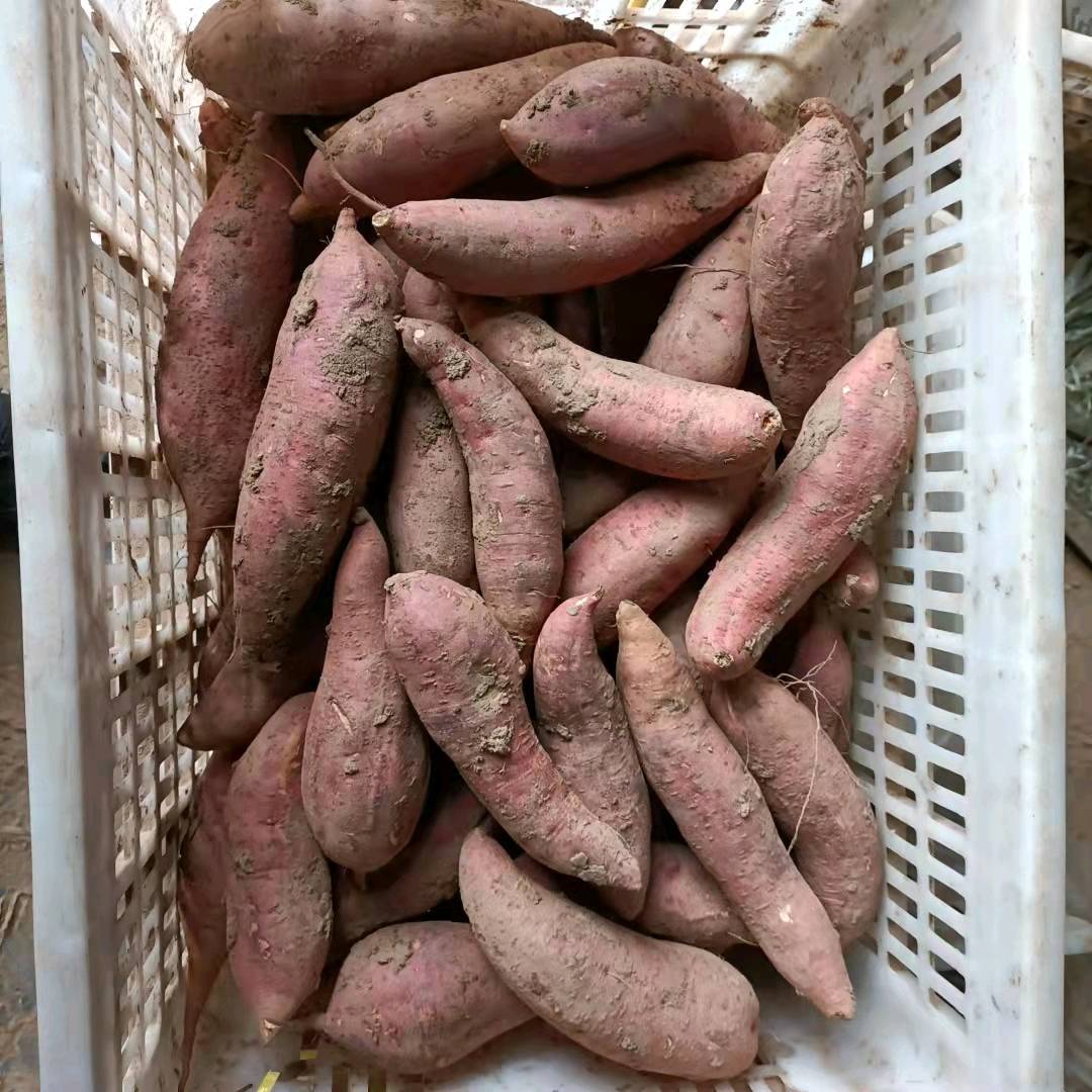 大量出售西瓜红红薯，价格美丽，品质保证，欢迎来电联系16631075997