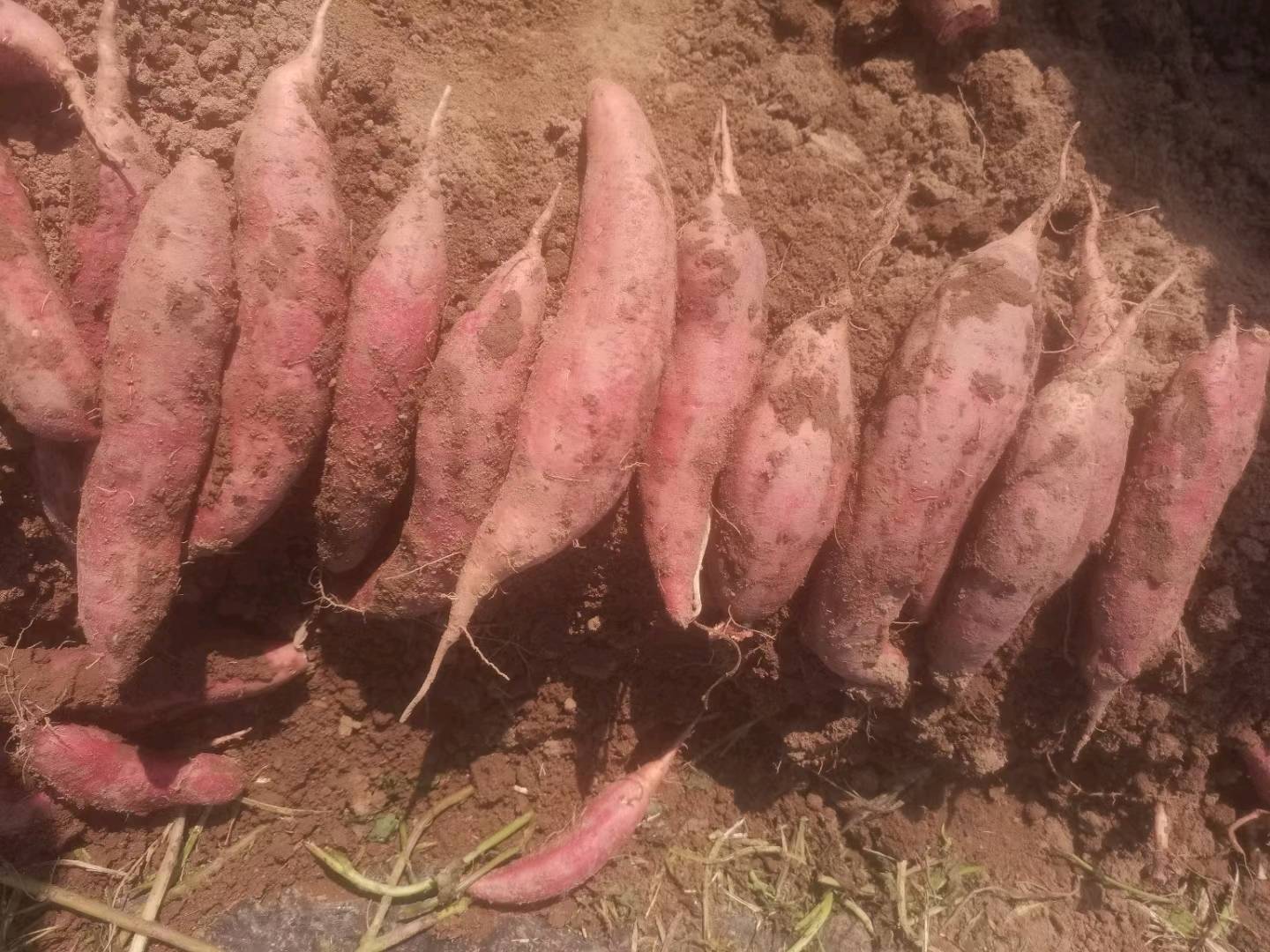 大量出售西瓜红红薯，价格美丽，品质保证，欢迎来电联系16631075997