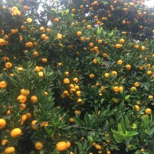南丰蜜橘 大量上市了有想法的老板请联系183773991...