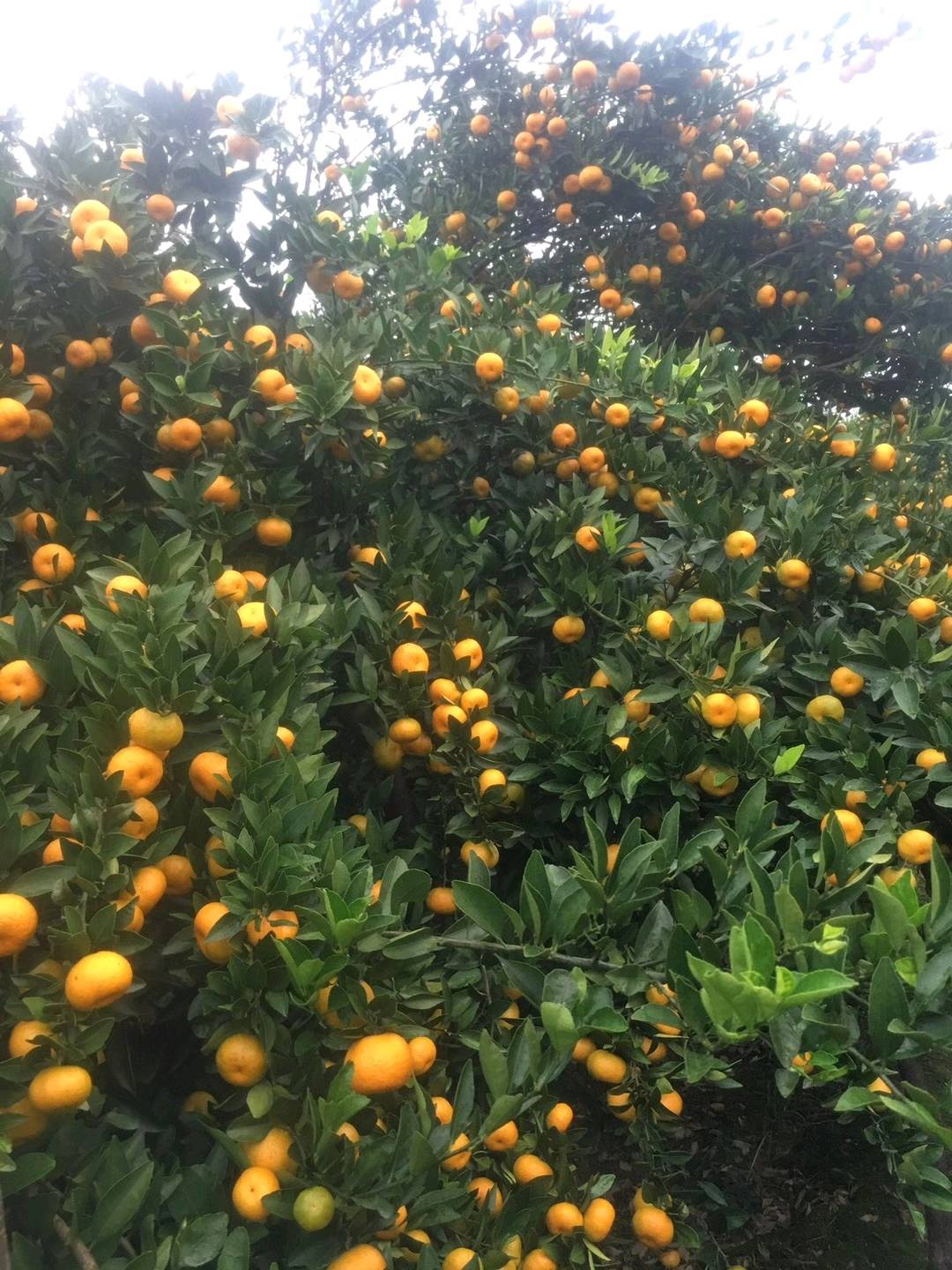 南丰蜜橘 大量上市了有想法的老板请联系18377399178