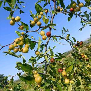 酸枣仁的种植效益分析
现在酸枣仁树人为过度砍伐采摘，部...
