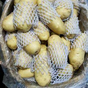 山东优质荷兰15土豆大量供应货源充足，价格便宜，质量可靠，黄皮黄心，支持全国代发货18053993441
