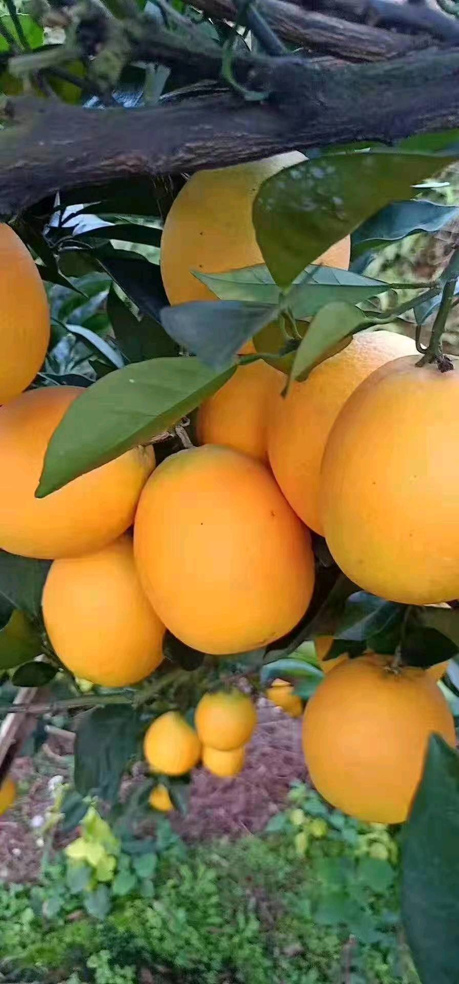 自家种植的赣南脐橙，欢迎新老朋友选购，电话13687972385，微信一样。