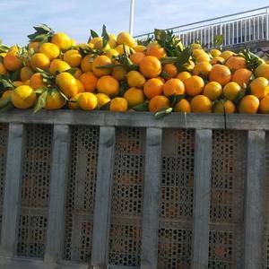 精品蜜橘大量现货。。。。。。。。