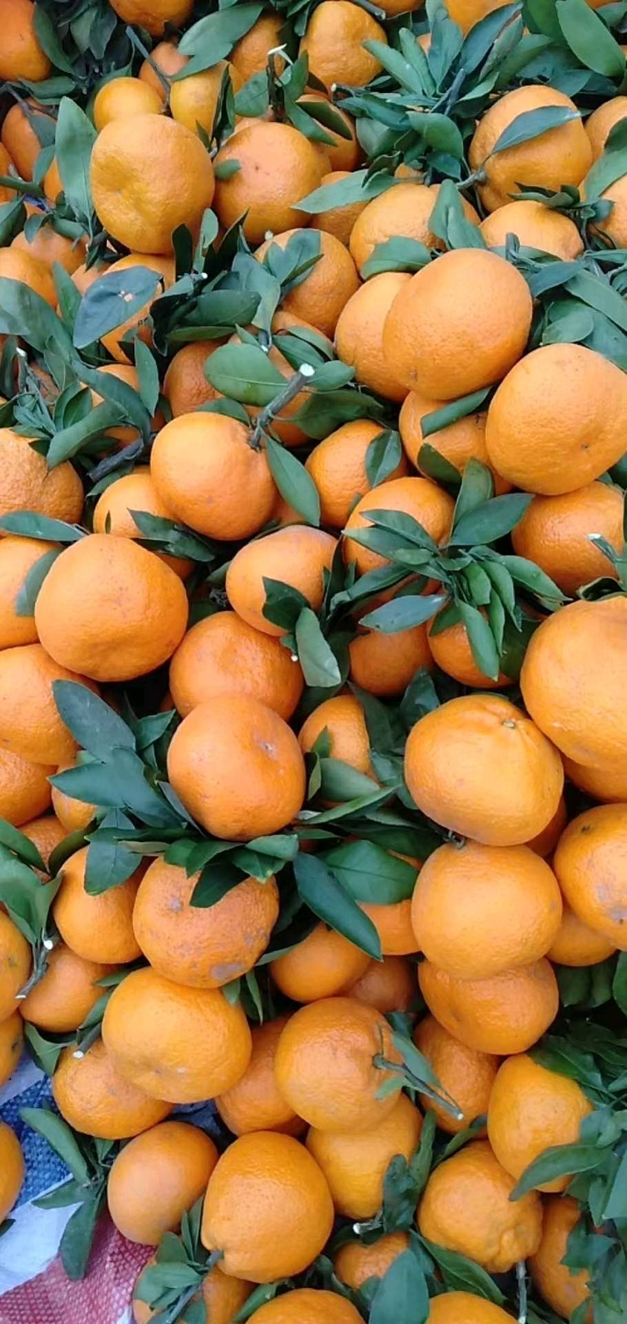 精品蜜橘大量现货。。。。。。。。