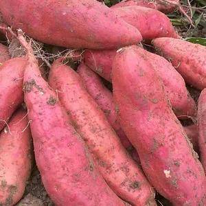 产地自销，西瓜红红薯，5000斤