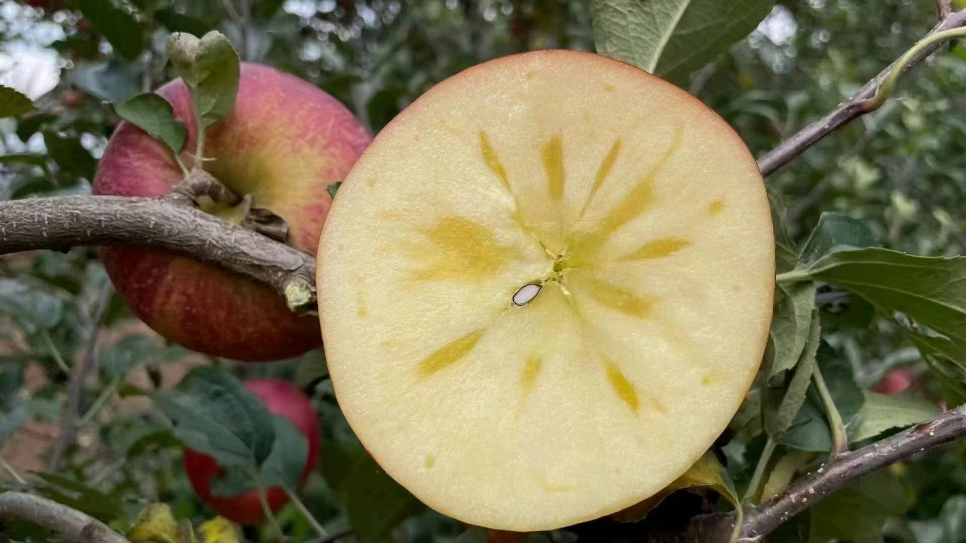 新疆阿克苏冰糖心苹果光果自产自销