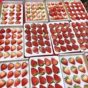 北京草莓，自产自销，提前预购，批发，零售快递11月26号发货13621242149，快递损坏包退，全是无公害草莓，快递三斤起步