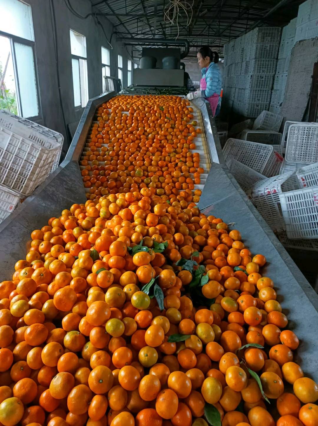 武当蜜橘！橙子！椪柑！15897869338产地大市场