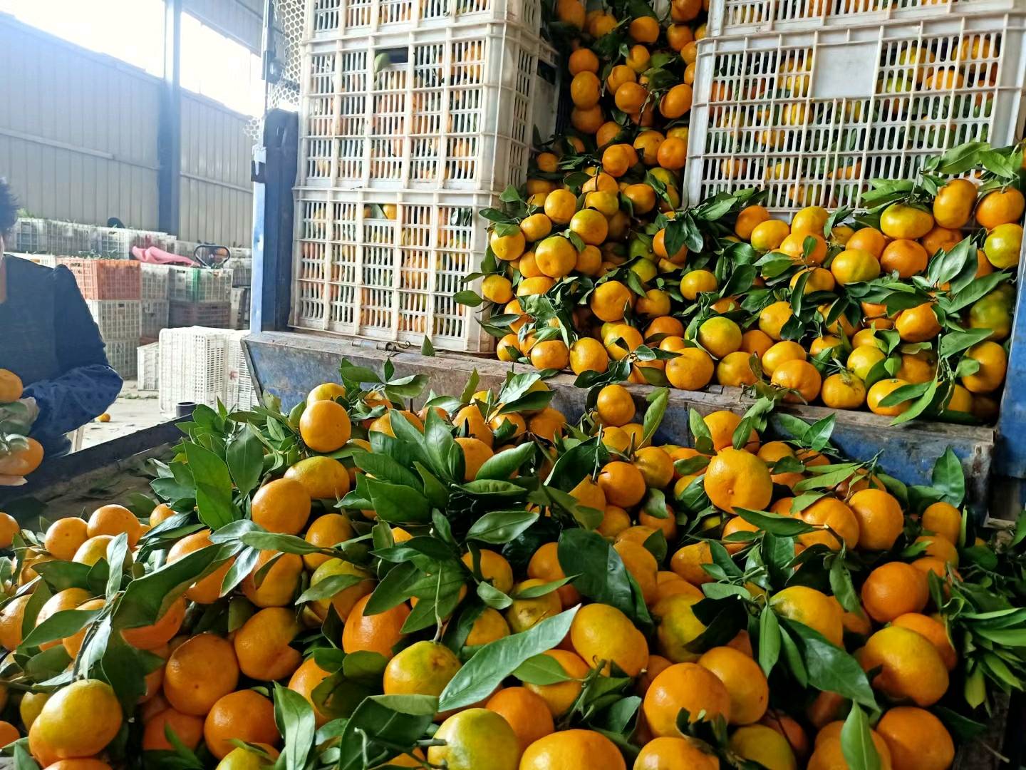 武当蜜橘！橙子！椪柑！15897869338产地大市场